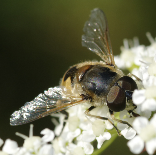 Eristalis sp? 2